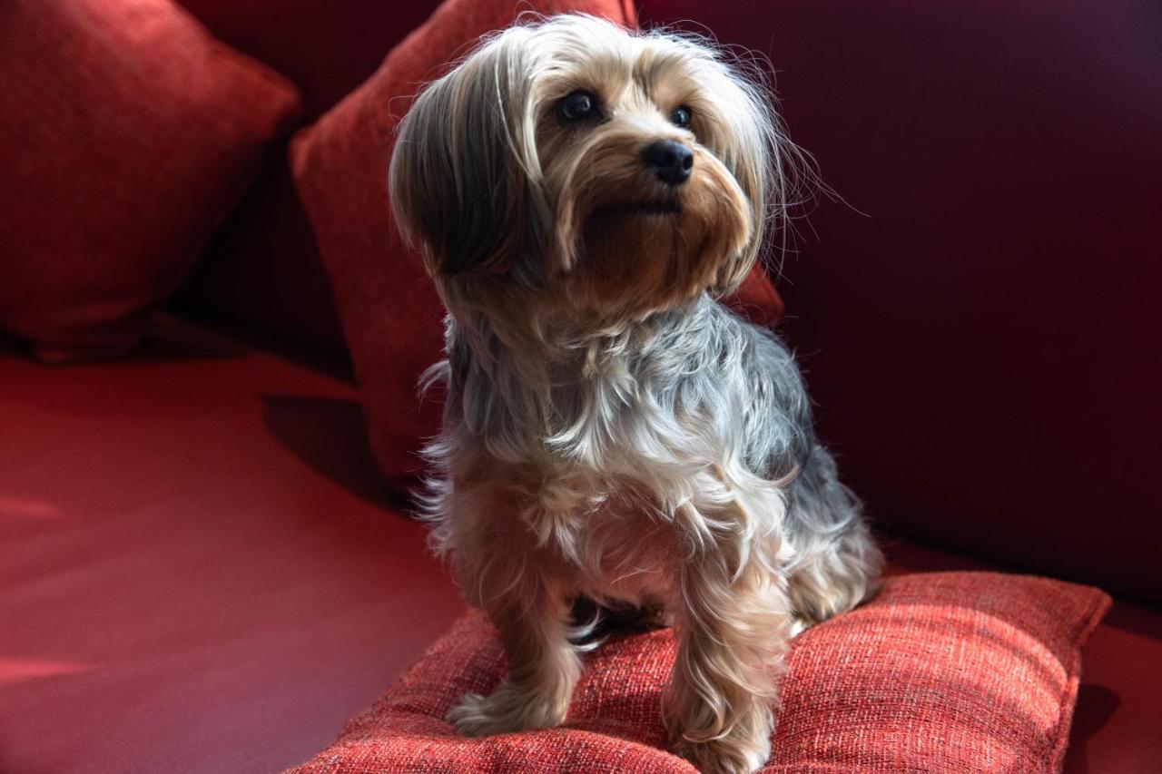 Jumeirah Creekside Dubai Esterno foto Yorkshire Terrier