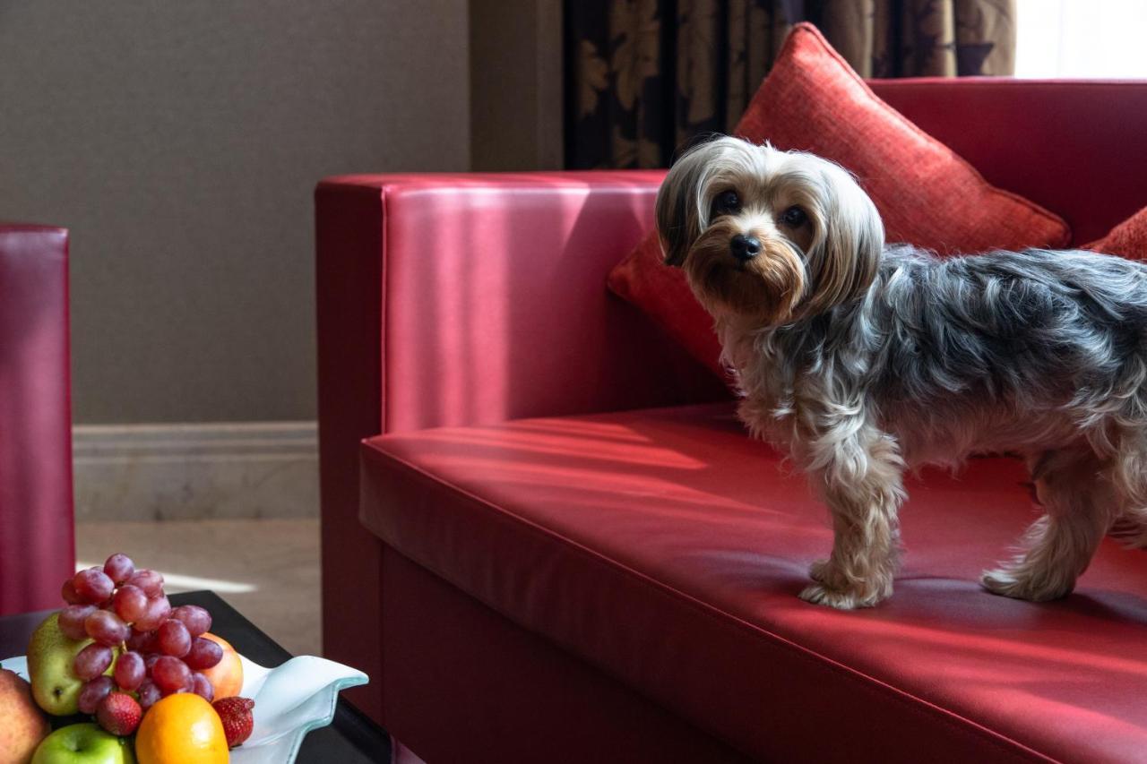 Jumeirah Creekside Dubai Esterno foto A Biewer Terrier